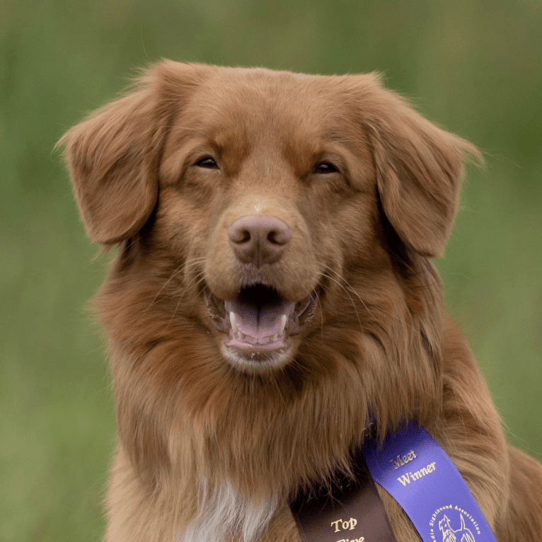 Gregory, a Nova Scotia Duck Tolling Retriever tested with EmbarkVet.com