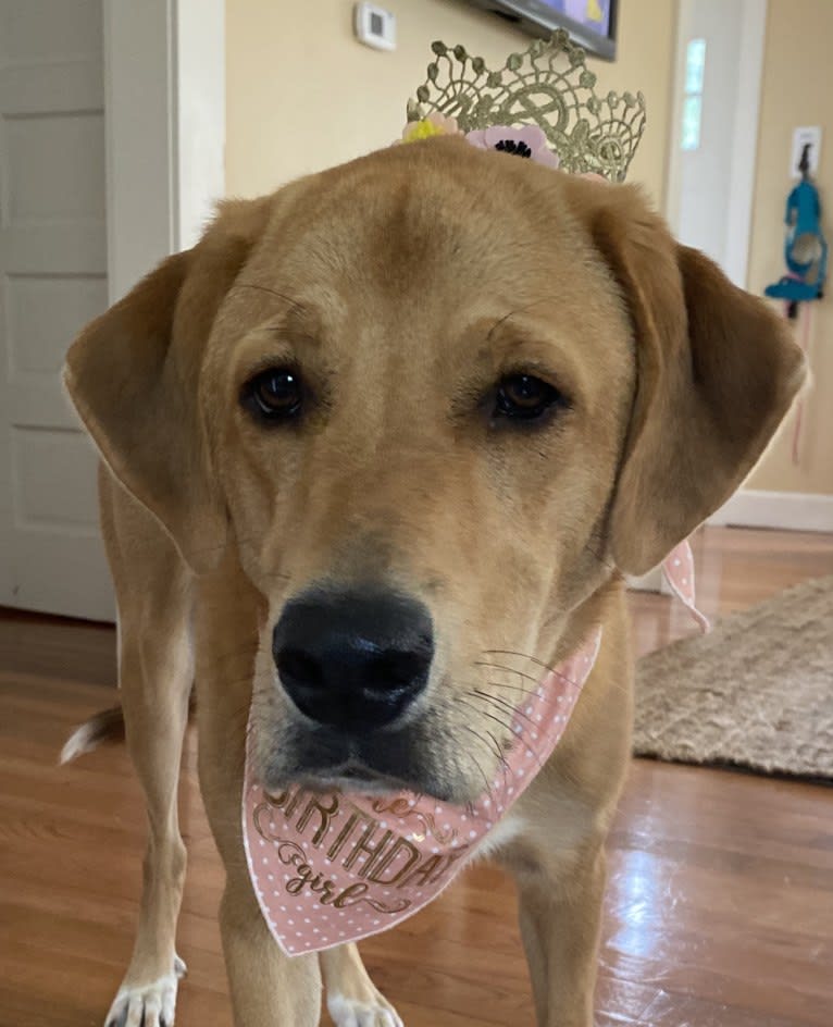 Elle, a Great Pyrenees and Labrador Retriever mix tested with EmbarkVet.com