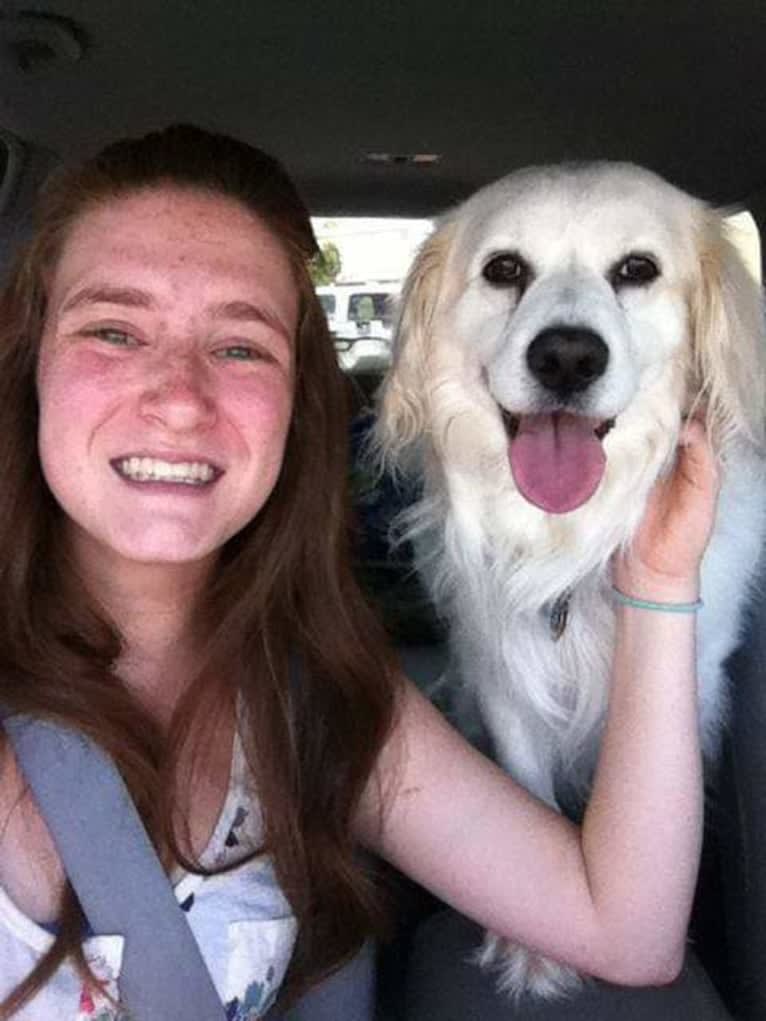 Peaty, an American Eskimo Dog and Cocker Spaniel mix tested with EmbarkVet.com