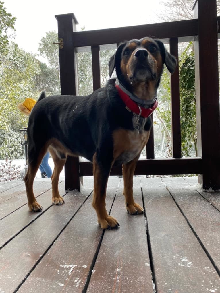 Oscar, an Eastern European Village Dog and English Cocker Spaniel mix tested with EmbarkVet.com