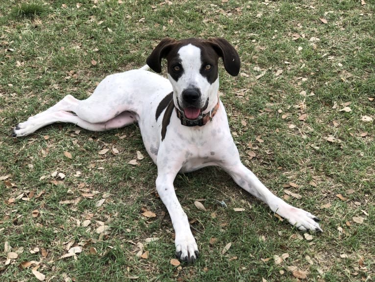 Millie, an American Pit Bull Terrier and Treeing Walker Coonhound mix tested with EmbarkVet.com