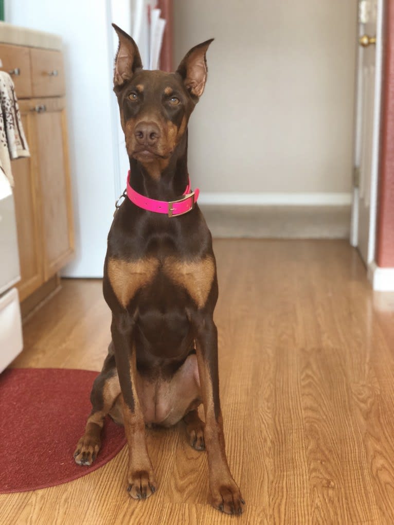 Luna, a Doberman Pinscher tested with EmbarkVet.com