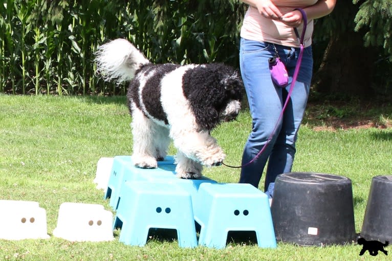 Cait, a Barbet tested with EmbarkVet.com