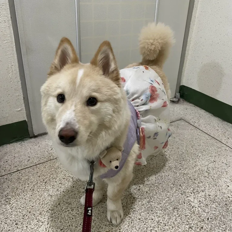 KkingKkang, a Japanese or Korean Village Dog tested with EmbarkVet.com