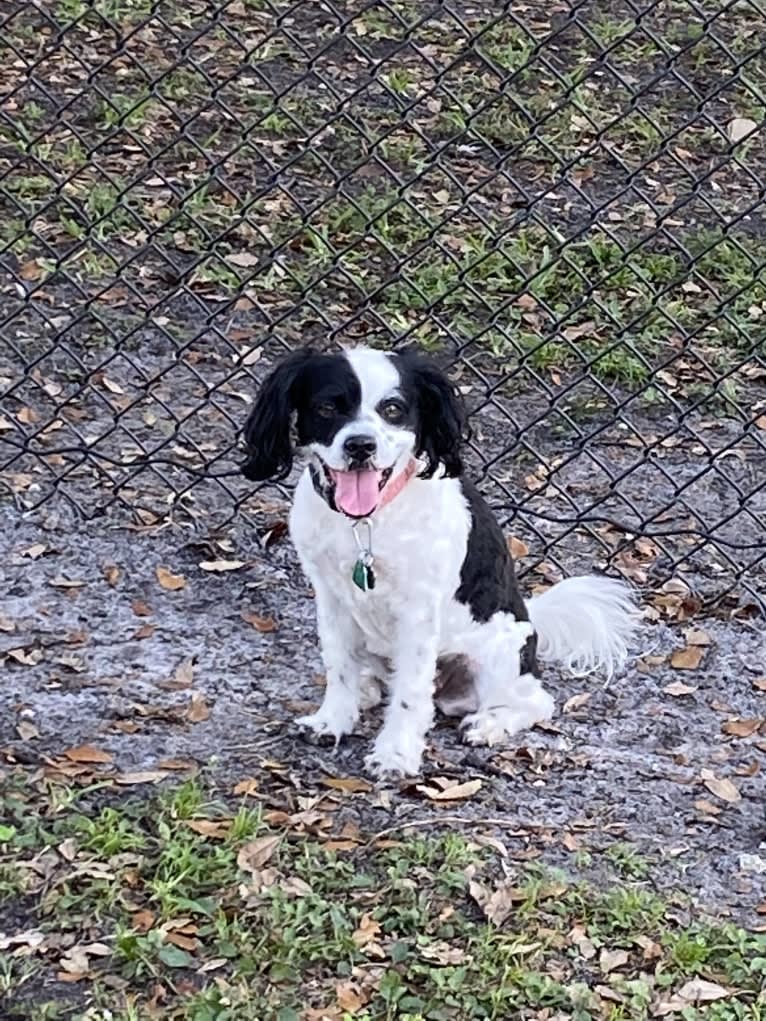Photo of Luna, a Boston Terrier, Chihuahua, Poodle (Small), and Cocker Spaniel mix in Florida, USA