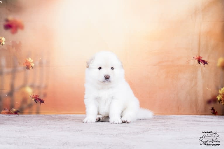 Olle, a Finnish Lapphund tested with EmbarkVet.com