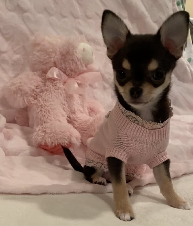 Alli-Mae, a Chihuahua tested with EmbarkVet.com