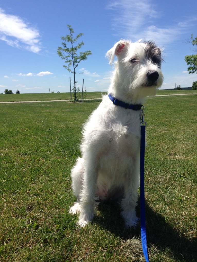 Ratchet, a Miniature Schnauzer and American Pit Bull Terrier mix tested with EmbarkVet.com