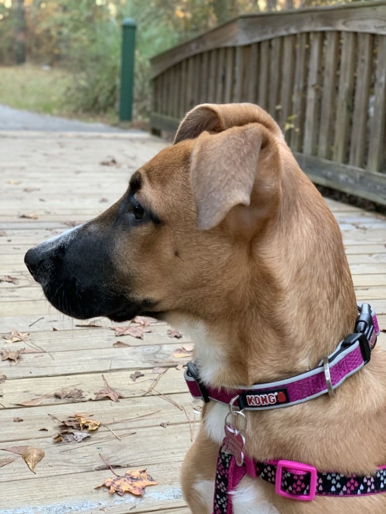 Brownie, an American Pit Bull Terrier and German Shepherd Dog mix tested with EmbarkVet.com