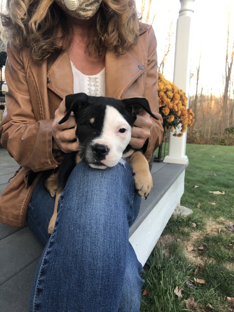 Hazel, a Bulldog and American Pit Bull Terrier mix tested with EmbarkVet.com