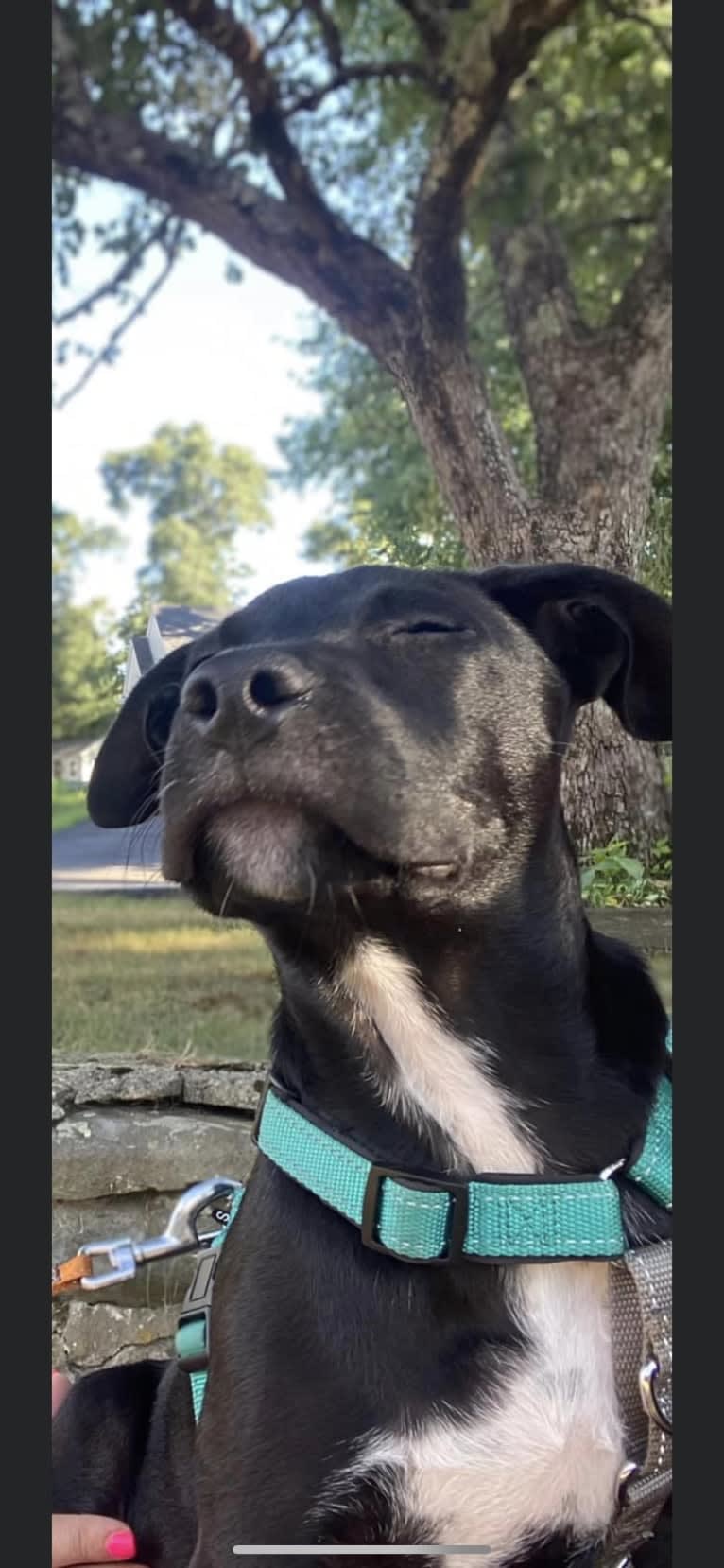 Phoenix, a Labrador Retriever and American Pit Bull Terrier mix tested with EmbarkVet.com