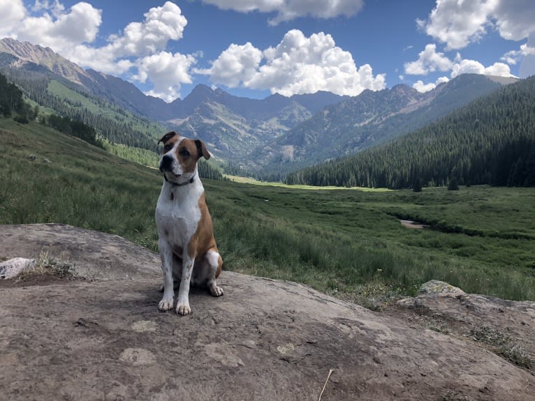 Gimli, an American Pit Bull Terrier and German Shepherd Dog mix tested with EmbarkVet.com