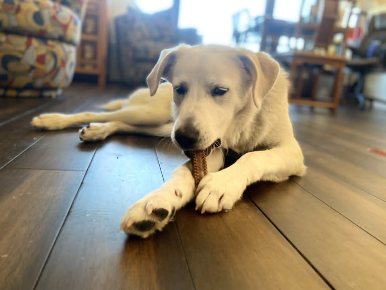 Lucky, a Great Pyrenees and German Shepherd Dog mix tested with EmbarkVet.com