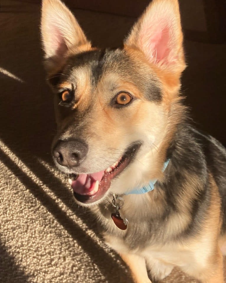 Titan, an Australian Cattle Dog and German Shepherd Dog mix tested with EmbarkVet.com