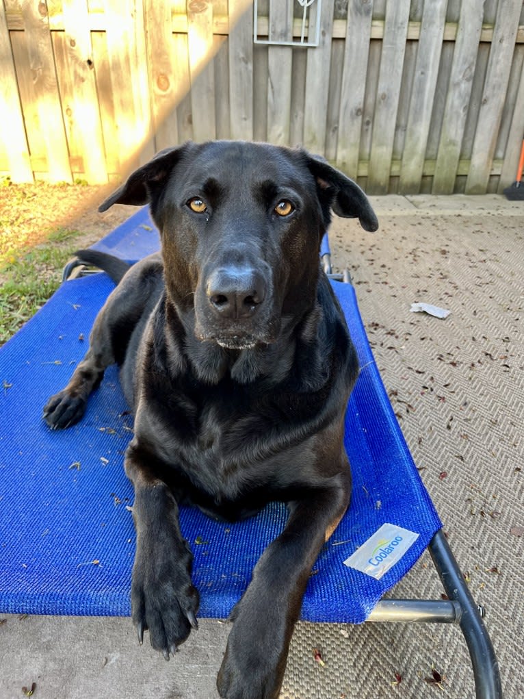 Reggie, a German Shepherd Dog and Chinese Shar-Pei mix tested with EmbarkVet.com