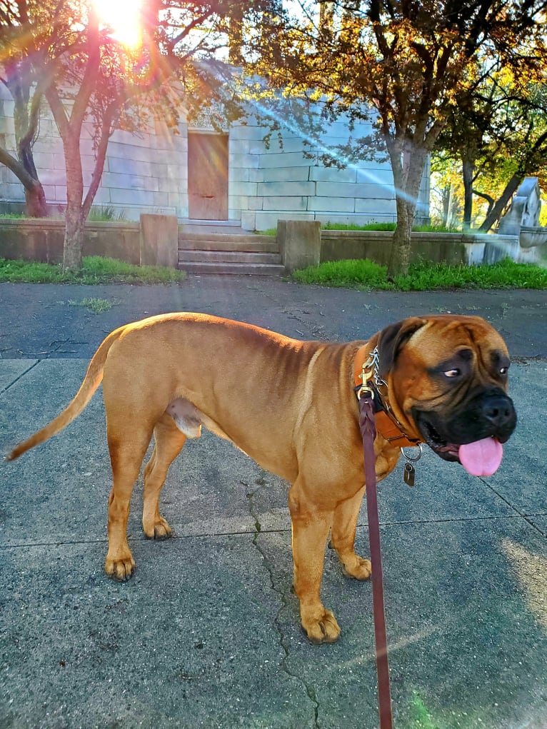 Kano, a Bullmastiff tested with EmbarkVet.com