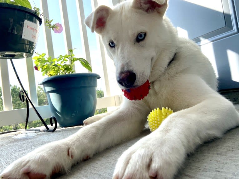 Dash, a Gerberian Shepsky (12.7% unresolved) tested with EmbarkVet.com