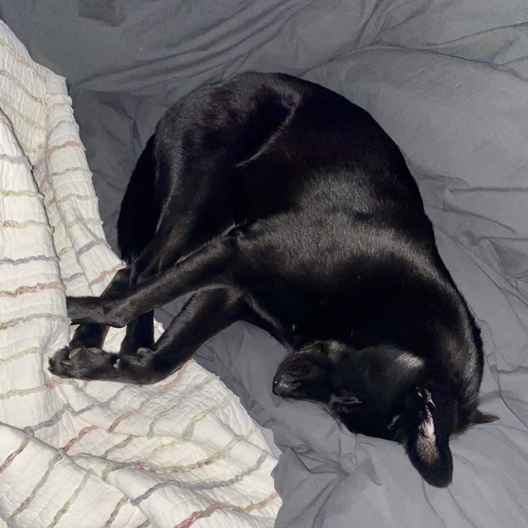 Saint, a Labrador Retriever and German Shepherd Dog mix tested with EmbarkVet.com
