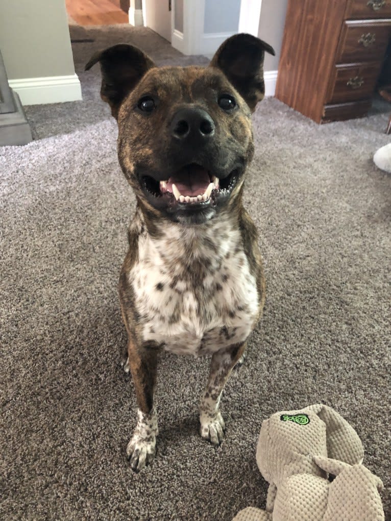 Koba, an Australian Cattle Dog and American Pit Bull Terrier mix tested with EmbarkVet.com