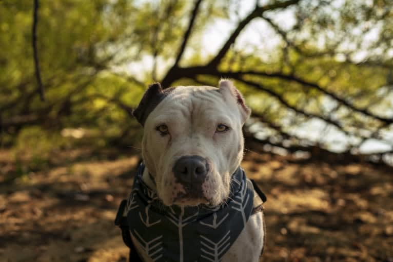 Swizzy, an American Staffordshire Terrier tested with EmbarkVet.com