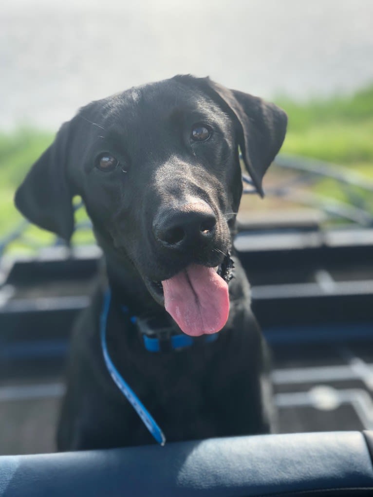 Gallatin, a Labrador Retriever tested with EmbarkVet.com