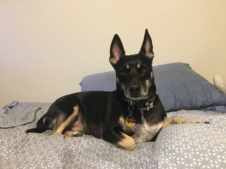 Lucifer, a Chihuahua and Australian Cattle Dog mix tested with EmbarkVet.com