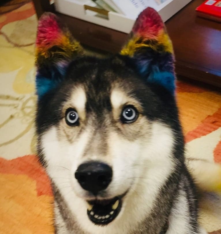 Flower, a Siberian Husky tested with EmbarkVet.com