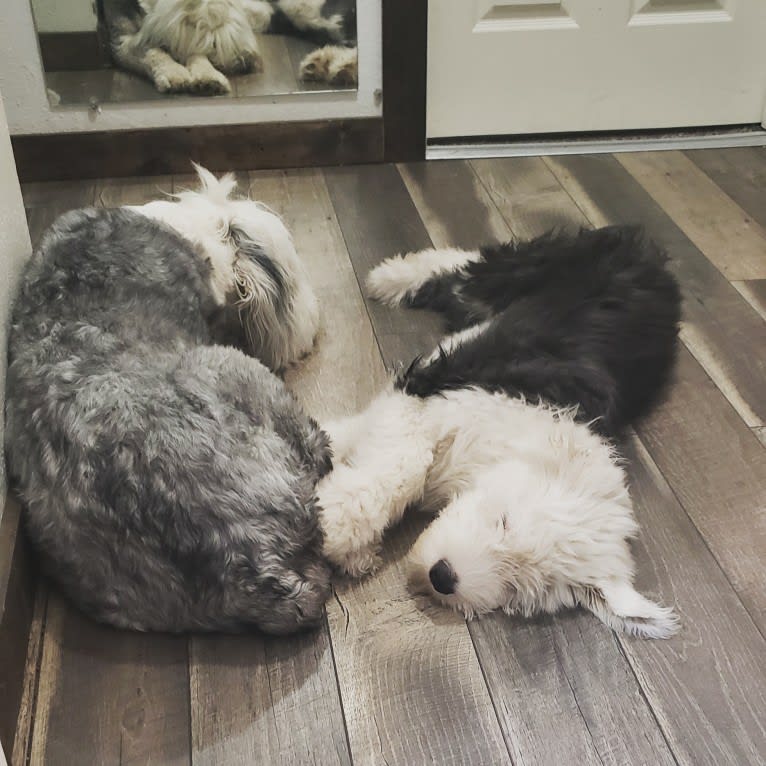 Molly, an Old English Sheepdog tested with EmbarkVet.com