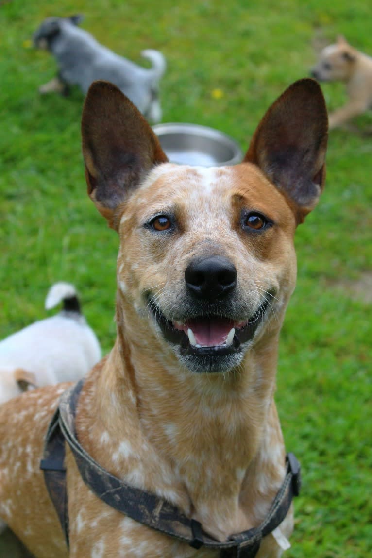 Frost, an Australian Cattle Dog tested with EmbarkVet.com