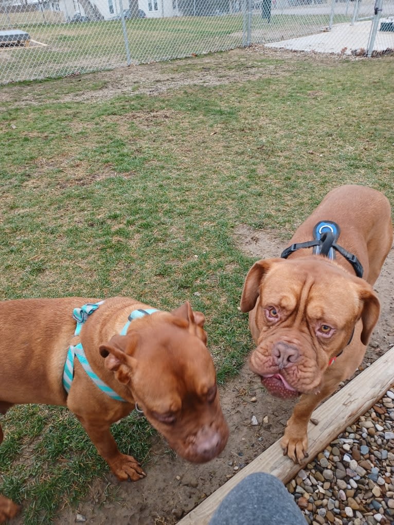 Brutis II, a Dogue de Bordeaux tested with EmbarkVet.com