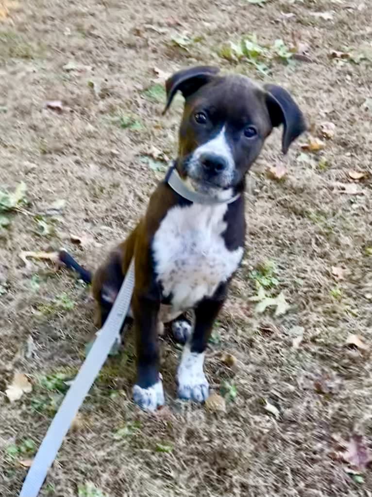 Tommy, a Boxer and American Pit Bull Terrier mix tested with EmbarkVet.com