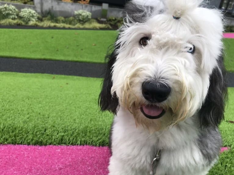 Winston, an Old English Sheepdog tested with EmbarkVet.com