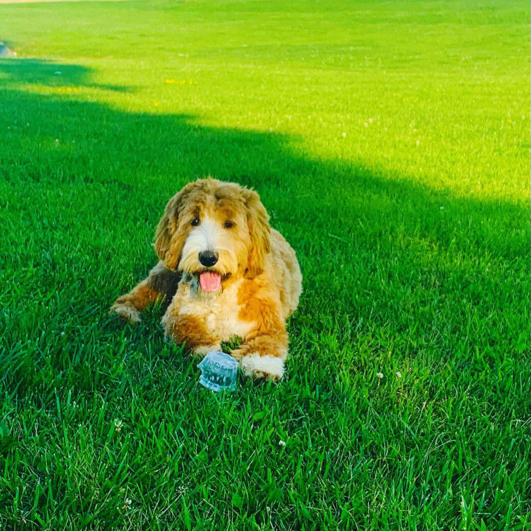 Brooklyn, a Poodle (Standard) and Golden Retriever mix tested with EmbarkVet.com