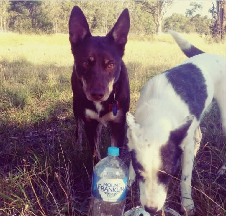 Matilda, an Australian Kelpie tested with EmbarkVet.com