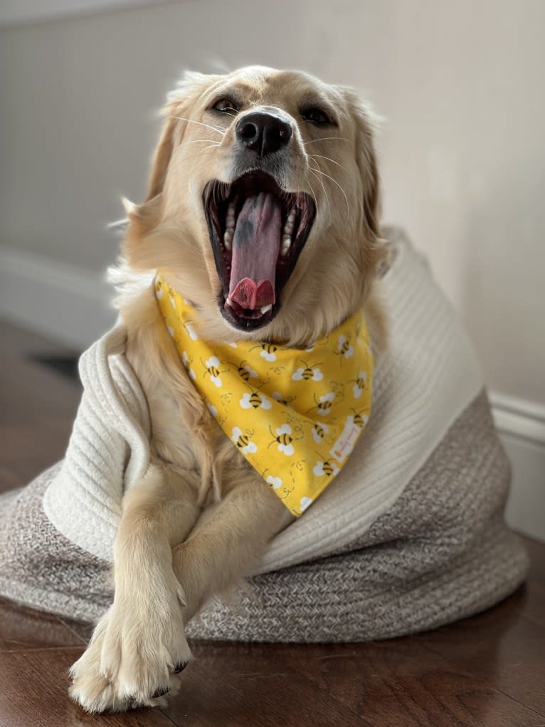 Puff, a Labrador Retriever and Golden Retriever mix tested with EmbarkVet.com