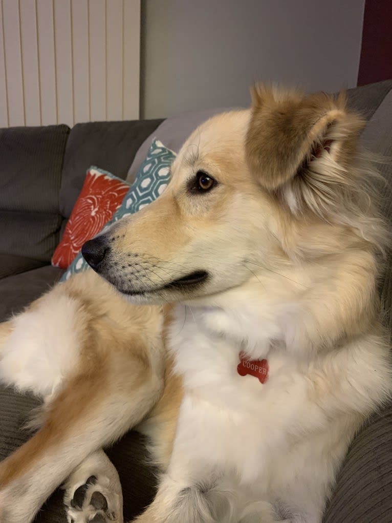 Cooper, a Great Pyrenees and Siberian Husky mix tested with EmbarkVet.com