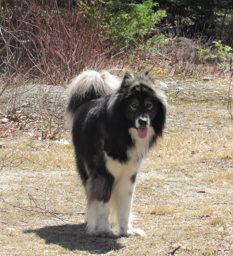 Randal, a Greenland Dog tested with EmbarkVet.com