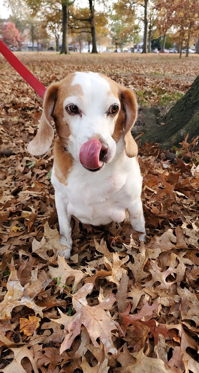 Tucker, a Beagle tested with EmbarkVet.com