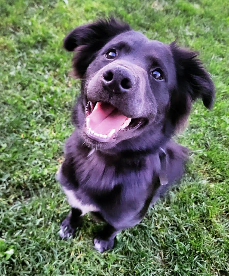 Bowser, an American Pit Bull Terrier and Siberian Husky mix tested with EmbarkVet.com