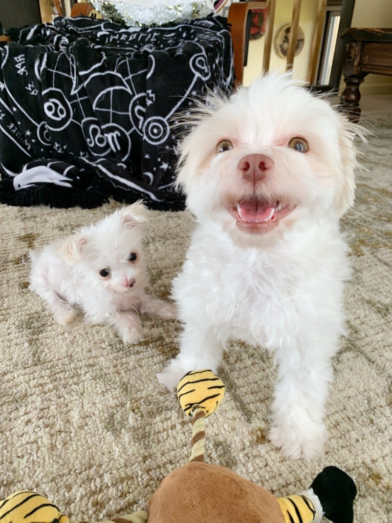 Caitlin Jr., a Havanese and Bichon Frise mix tested with EmbarkVet.com