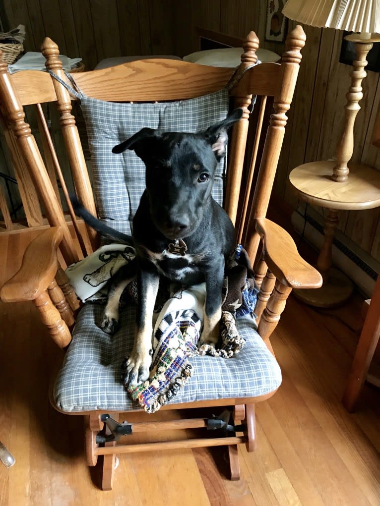 Wyatt, a German Shepherd Dog and American Pit Bull Terrier mix tested with EmbarkVet.com