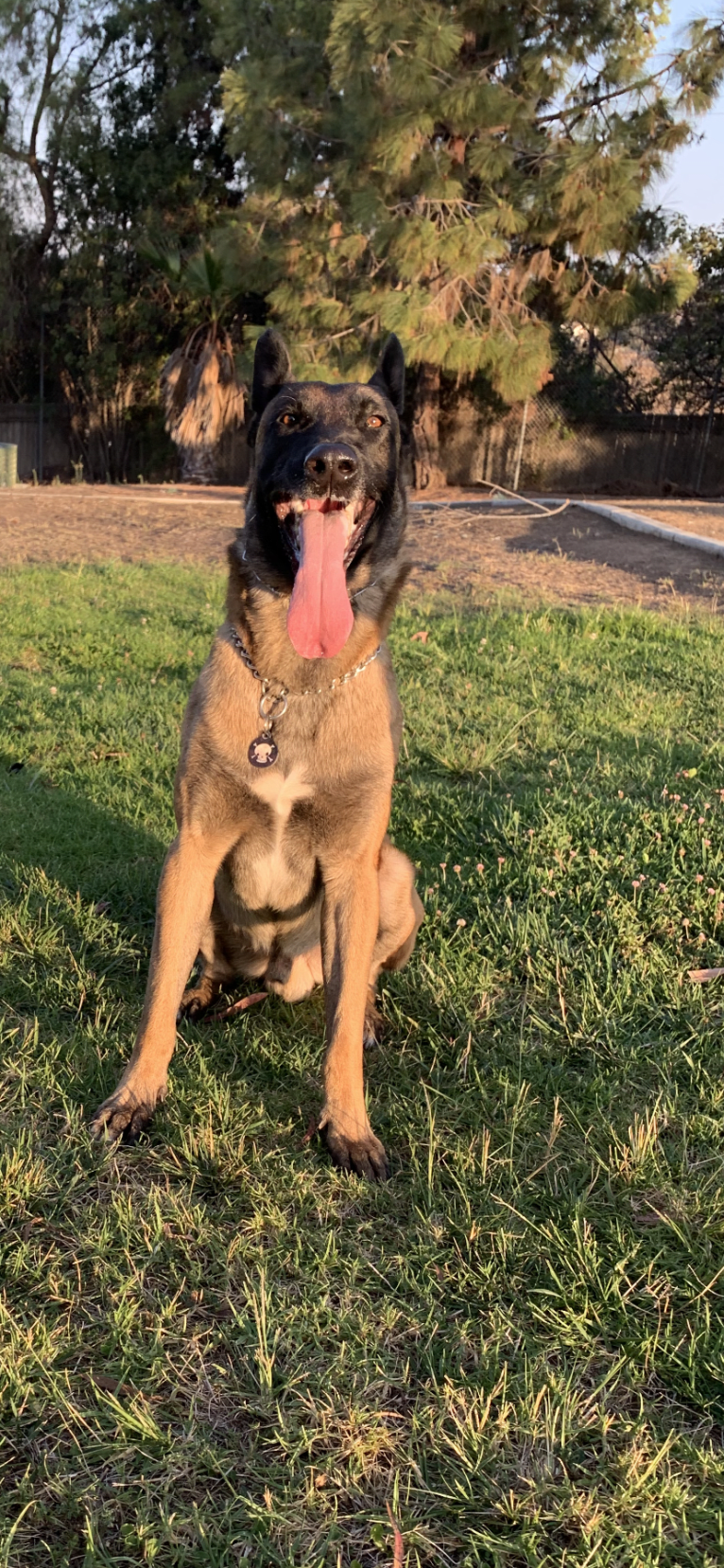 Logan, a Belgian Malinois and German Shepherd Dog mix tested with EmbarkVet.com