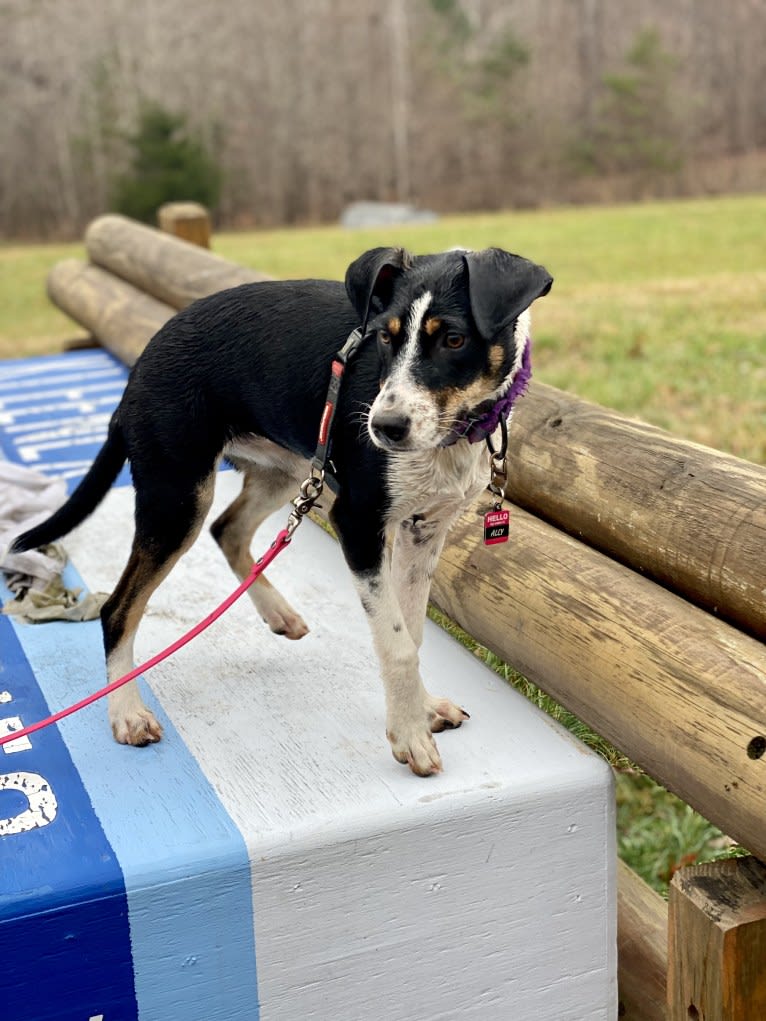 Ally, a Russell-type Terrier and American Pit Bull Terrier mix tested with EmbarkVet.com