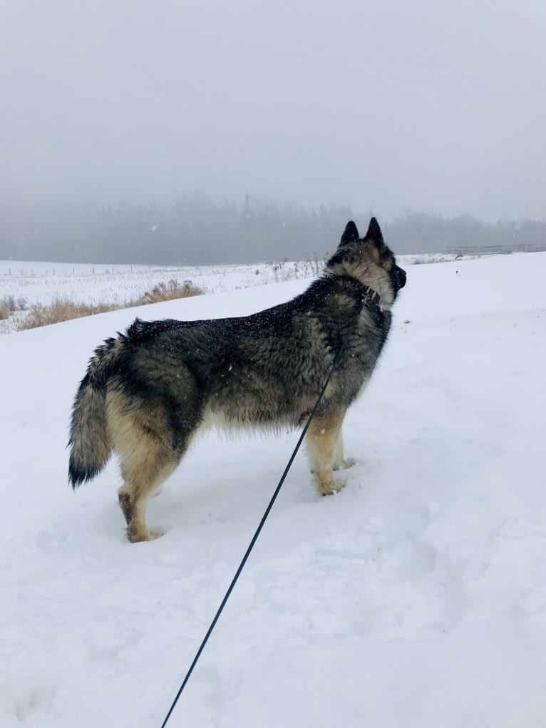 Titan, a Siberian Husky tested with EmbarkVet.com