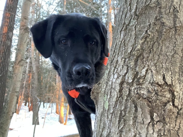 Ula, a Labrador Retriever and Saint Bernard mix tested with EmbarkVet.com