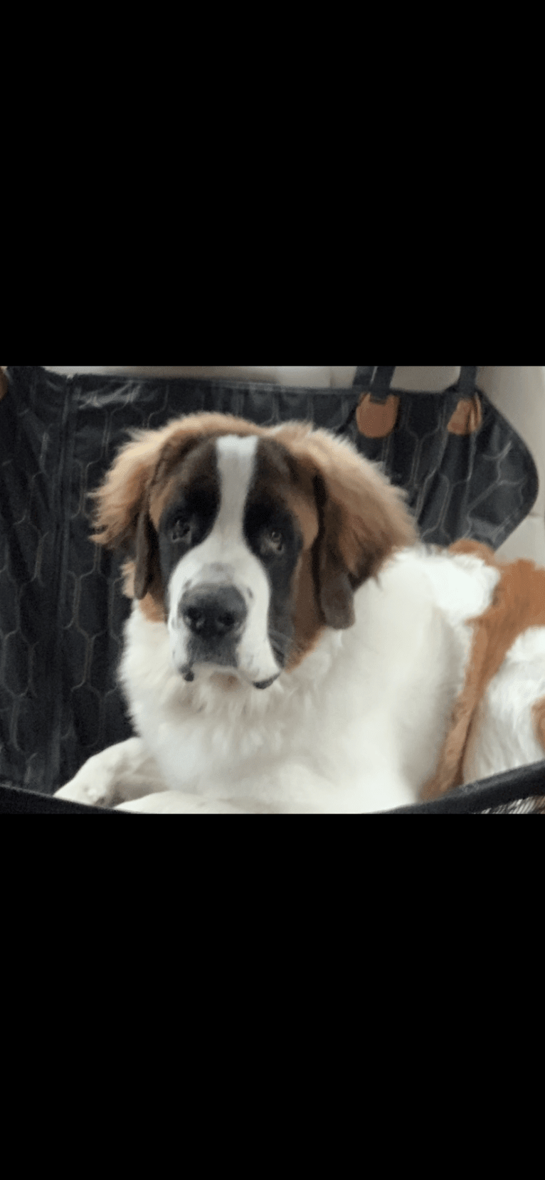 Samson “Sam” Broussard, a Saint Bernard tested with EmbarkVet.com