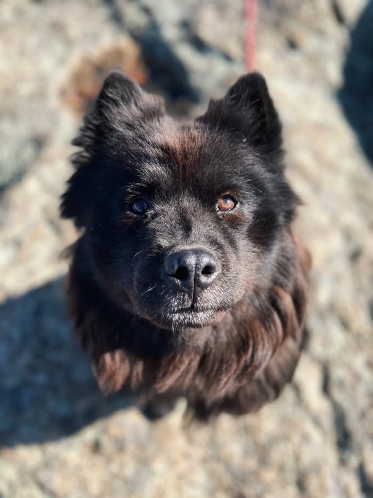 Sheva, a Chow Chow and Norwegian Elkhound mix tested with EmbarkVet.com