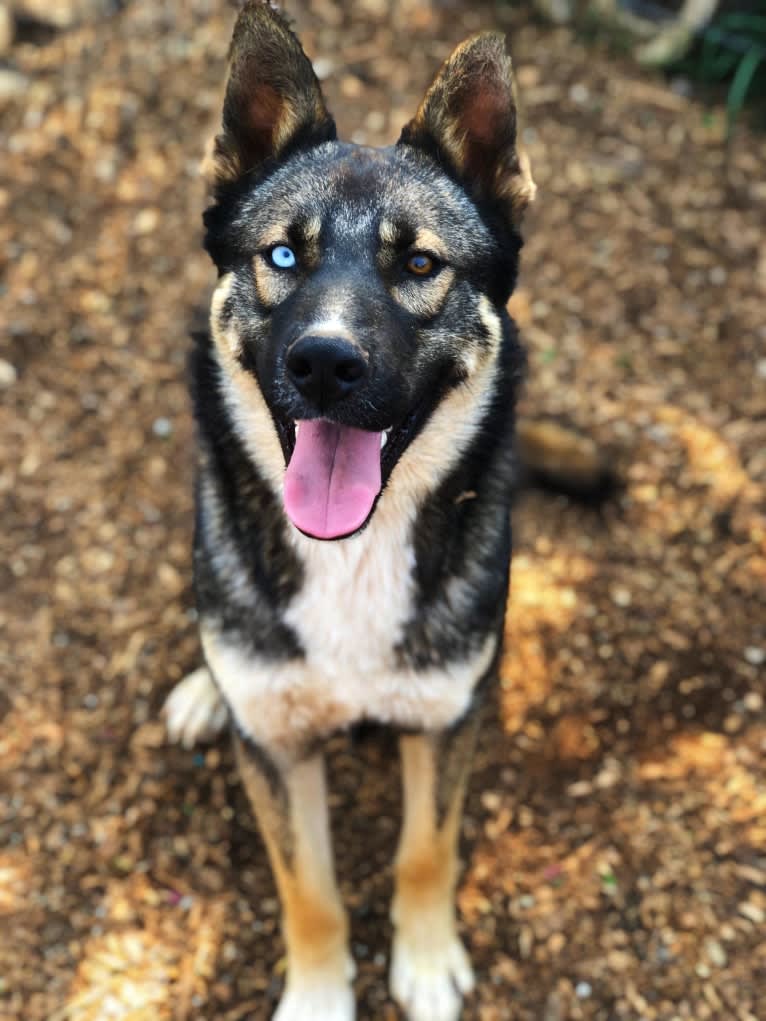 Hawk, a German Shepherd Dog and Siberian Husky mix tested with EmbarkVet.com