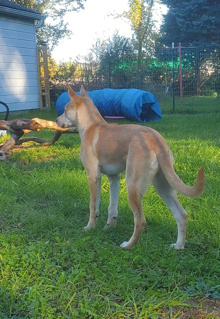 Loomy, a Carolina Dog tested with EmbarkVet.com