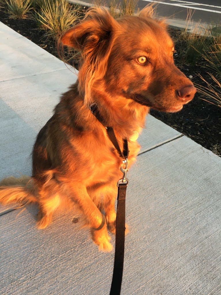 Phoenix, an Australian Cattle Dog and American Pit Bull Terrier mix tested with EmbarkVet.com